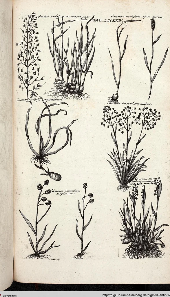 An illustration from Viridarium Reformatum, Seu Regnum Vegetabile, Das ist: Neu-eingerichtetes und Vollständiges Kräuter-Buch: Worinnen auff noch nicht geschehene Weise Derer Vegetabilien, als Kräutern, Sträuchen, Bäumen, Bluhmen und anderer Erd-Gewachsen Art, Krafft und Würckung dergestalt beschrieben werden, daß man dieses Werck statt einer Botanischen Bibliothec haben ... kan, 1719, leaf 1002