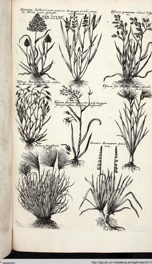 An illustration from Viridarium Reformatum, Seu Regnum Vegetabile, Das ist: Neu-eingerichtetes und Vollständiges Kräuter-Buch: Worinnen auff noch nicht geschehene Weise Derer Vegetabilien, als Kräutern, Sträuchen, Bäumen, Bluhmen und anderer Erd-Gewachsen Art, Krafft und Würckung dergestalt beschrieben werden, daß man dieses Werck statt einer Botanischen Bibliothec haben ... kan, 1719, leaf 1003