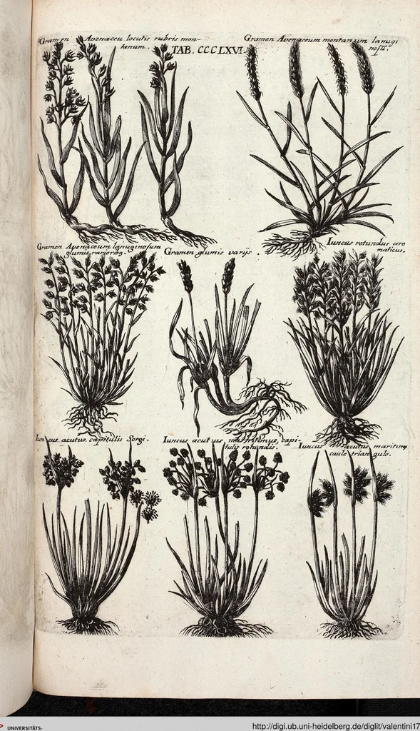 An illustration from Viridarium Reformatum, Seu Regnum Vegetabile, Das ist: Neu-eingerichtetes und Vollständiges Kräuter-Buch: Worinnen auff noch nicht geschehene Weise Derer Vegetabilien, als Kräutern, Sträuchen, Bäumen, Bluhmen und anderer Erd-Gewachsen Art, Krafft und Würckung dergestalt beschrieben werden, daß man dieses Werck statt einer Botanischen Bibliothec haben ... kan, 1719, leaf 1004