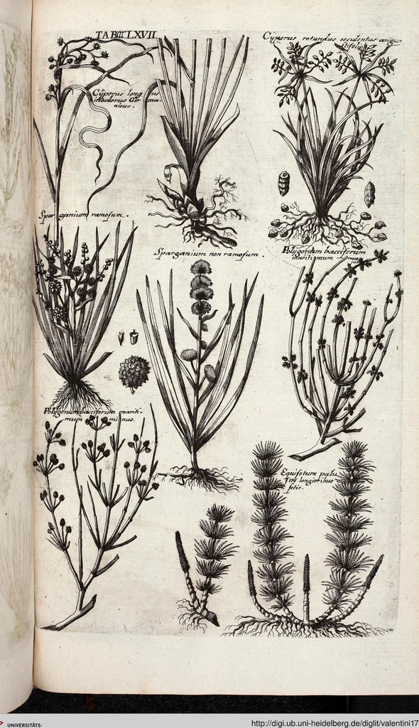 An illustration from Viridarium Reformatum, Seu Regnum Vegetabile, Das ist: Neu-eingerichtetes und Vollständiges Kräuter-Buch: Worinnen auff noch nicht geschehene Weise Derer Vegetabilien, als Kräutern, Sträuchen, Bäumen, Bluhmen und anderer Erd-Gewachsen Art, Krafft und Würckung dergestalt beschrieben werden, daß man dieses Werck statt einer Botanischen Bibliothec haben ... kan, 1719, leaf 1005