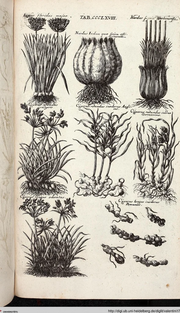 An illustration from Viridarium Reformatum, Seu Regnum Vegetabile, Das ist: Neu-eingerichtetes und Vollständiges Kräuter-Buch: Worinnen auff noch nicht geschehene Weise Derer Vegetabilien, als Kräutern, Sträuchen, Bäumen, Bluhmen und anderer Erd-Gewachsen Art, Krafft und Würckung dergestalt beschrieben werden, daß man dieses Werck statt einer Botanischen Bibliothec haben ... kan, 1719, leaf 1006