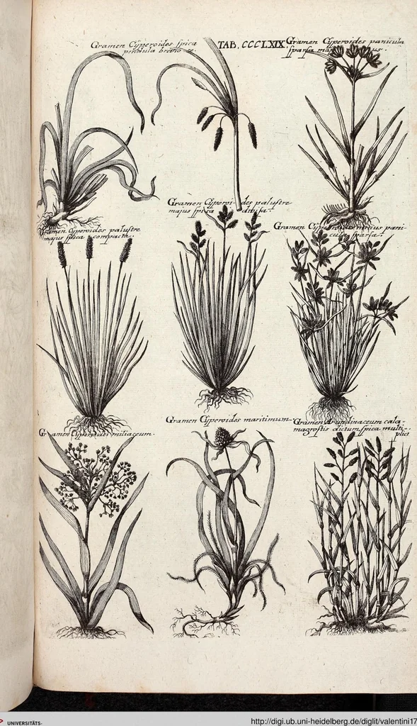 An illustration from Viridarium Reformatum, Seu Regnum Vegetabile, Das ist: Neu-eingerichtetes und Vollständiges Kräuter-Buch: Worinnen auff noch nicht geschehene Weise Derer Vegetabilien, als Kräutern, Sträuchen, Bäumen, Bluhmen und anderer Erd-Gewachsen Art, Krafft und Würckung dergestalt beschrieben werden, daß man dieses Werck statt einer Botanischen Bibliothec haben ... kan, 1719, leaf 1007