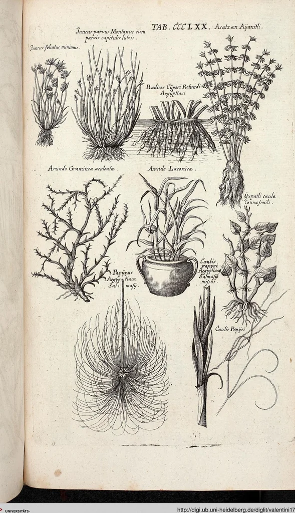 An illustration from Viridarium Reformatum, Seu Regnum Vegetabile, Das ist: Neu-eingerichtetes und Vollständiges Kräuter-Buch: Worinnen auff noch nicht geschehene Weise Derer Vegetabilien, als Kräutern, Sträuchen, Bäumen, Bluhmen und anderer Erd-Gewachsen Art, Krafft und Würckung dergestalt beschrieben werden, daß man dieses Werck statt einer Botanischen Bibliothec haben ... kan, 1719, leaf 1008