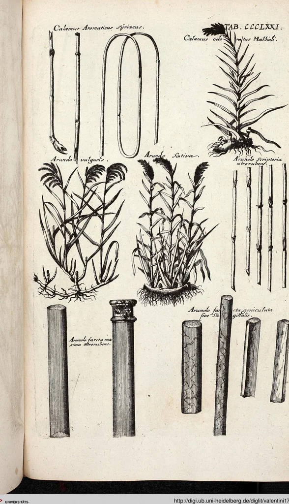 An illustration from Viridarium Reformatum, Seu Regnum Vegetabile, Das ist: Neu-eingerichtetes und Vollständiges Kräuter-Buch: Worinnen auff noch nicht geschehene Weise Derer Vegetabilien, als Kräutern, Sträuchen, Bäumen, Bluhmen und anderer Erd-Gewachsen Art, Krafft und Würckung dergestalt beschrieben werden, daß man dieses Werck statt einer Botanischen Bibliothec haben ... kan, 1719, leaf 1009