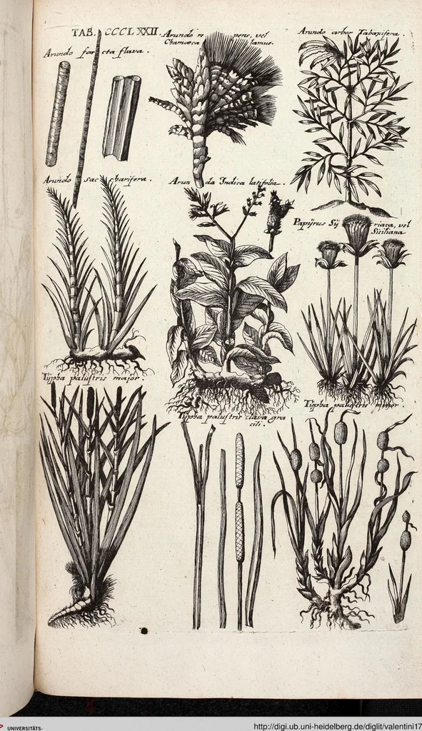 An illustration from Viridarium Reformatum, Seu Regnum Vegetabile, Das ist: Neu-eingerichtetes und Vollständiges Kräuter-Buch: Worinnen auff noch nicht geschehene Weise Derer Vegetabilien, als Kräutern, Sträuchen, Bäumen, Bluhmen und anderer Erd-Gewachsen Art, Krafft und Würckung dergestalt beschrieben werden, daß man dieses Werck statt einer Botanischen Bibliothec haben ... kan, 1719, leaf 1010