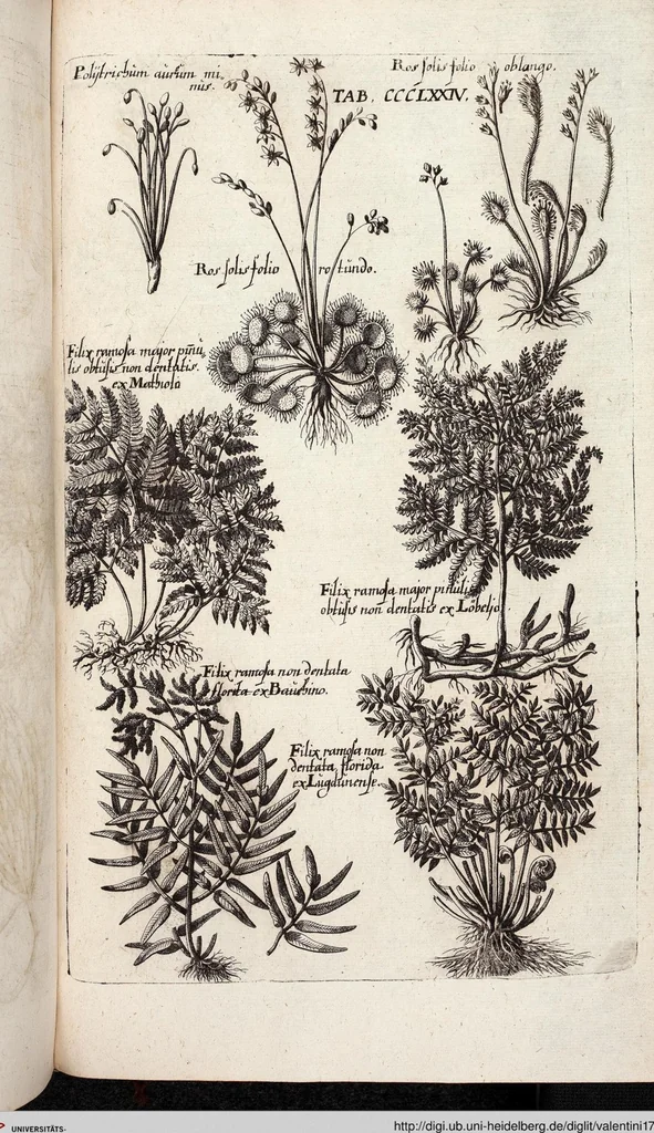 An illustration from Viridarium Reformatum, Seu Regnum Vegetabile, Das ist: Neu-eingerichtetes und Vollständiges Kräuter-Buch: Worinnen auff noch nicht geschehene Weise Derer Vegetabilien, als Kräutern, Sträuchen, Bäumen, Bluhmen und anderer Erd-Gewachsen Art, Krafft und Würckung dergestalt beschrieben werden, daß man dieses Werck statt einer Botanischen Bibliothec haben ... kan, 1719, leaf 1012