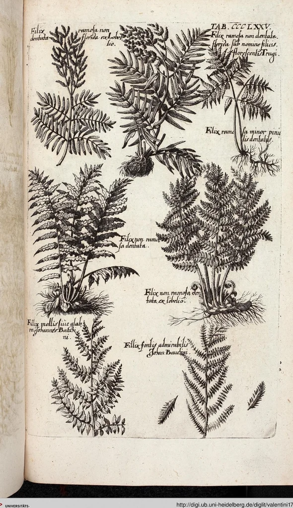 An illustration from Viridarium Reformatum, Seu Regnum Vegetabile, Das ist: Neu-eingerichtetes und Vollständiges Kräuter-Buch: Worinnen auff noch nicht geschehene Weise Derer Vegetabilien, als Kräutern, Sträuchen, Bäumen, Bluhmen und anderer Erd-Gewachsen Art, Krafft und Würckung dergestalt beschrieben werden, daß man dieses Werck statt einer Botanischen Bibliothec haben ... kan, 1719, leaf 1013