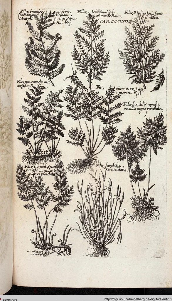 An illustration from Viridarium Reformatum, Seu Regnum Vegetabile, Das ist: Neu-eingerichtetes und Vollständiges Kräuter-Buch: Worinnen auff noch nicht geschehene Weise Derer Vegetabilien, als Kräutern, Sträuchen, Bäumen, Bluhmen und anderer Erd-Gewachsen Art, Krafft und Würckung dergestalt beschrieben werden, daß man dieses Werck statt einer Botanischen Bibliothec haben ... kan, 1719, leaf 1014