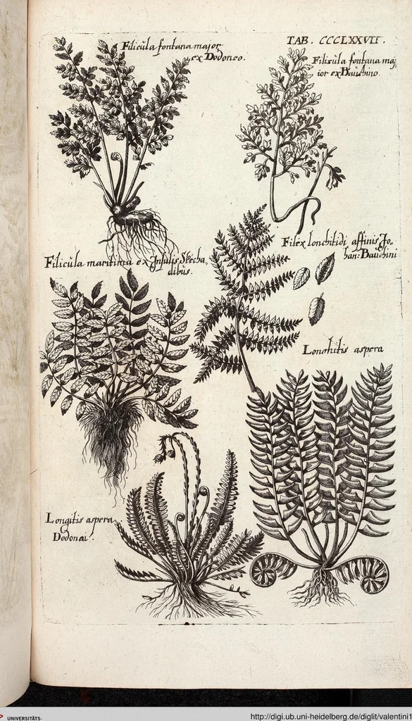 An illustration from Viridarium Reformatum, Seu Regnum Vegetabile, Das ist: Neu-eingerichtetes und Vollständiges Kräuter-Buch: Worinnen auff noch nicht geschehene Weise Derer Vegetabilien, als Kräutern, Sträuchen, Bäumen, Bluhmen und anderer Erd-Gewachsen Art, Krafft und Würckung dergestalt beschrieben werden, daß man dieses Werck statt einer Botanischen Bibliothec haben ... kan, 1719, leaf 1015