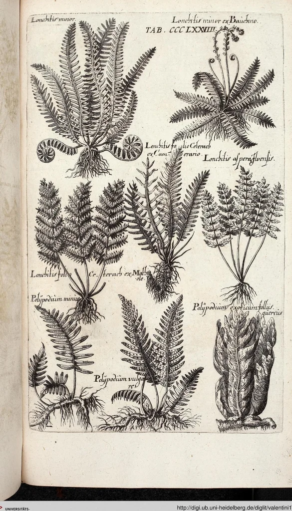 An illustration from Viridarium Reformatum, Seu Regnum Vegetabile, Das ist: Neu-eingerichtetes und Vollständiges Kräuter-Buch: Worinnen auff noch nicht geschehene Weise Derer Vegetabilien, als Kräutern, Sträuchen, Bäumen, Bluhmen und anderer Erd-Gewachsen Art, Krafft und Würckung dergestalt beschrieben werden, daß man dieses Werck statt einer Botanischen Bibliothec haben ... kan, 1719, leaf 1016