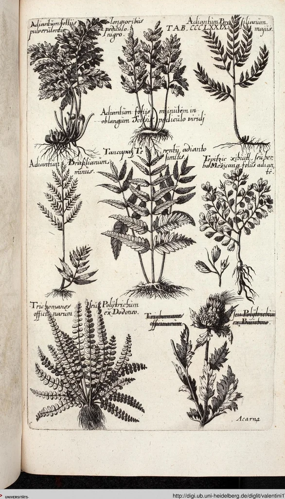 An illustration from Viridarium Reformatum, Seu Regnum Vegetabile, Das ist: Neu-eingerichtetes und Vollständiges Kräuter-Buch: Worinnen auff noch nicht geschehene Weise Derer Vegetabilien, als Kräutern, Sträuchen, Bäumen, Bluhmen und anderer Erd-Gewachsen Art, Krafft und Würckung dergestalt beschrieben werden, daß man dieses Werck statt einer Botanischen Bibliothec haben ... kan, 1719, leaf 1017