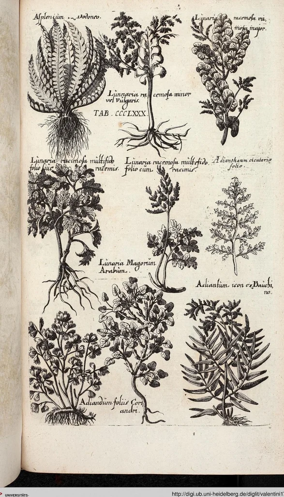 An illustration from Viridarium Reformatum, Seu Regnum Vegetabile, Das ist: Neu-eingerichtetes und Vollständiges Kräuter-Buch: Worinnen auff noch nicht geschehene Weise Derer Vegetabilien, als Kräutern, Sträuchen, Bäumen, Bluhmen und anderer Erd-Gewachsen Art, Krafft und Würckung dergestalt beschrieben werden, daß man dieses Werck statt einer Botanischen Bibliothec haben ... kan, 1719, leaf 1018