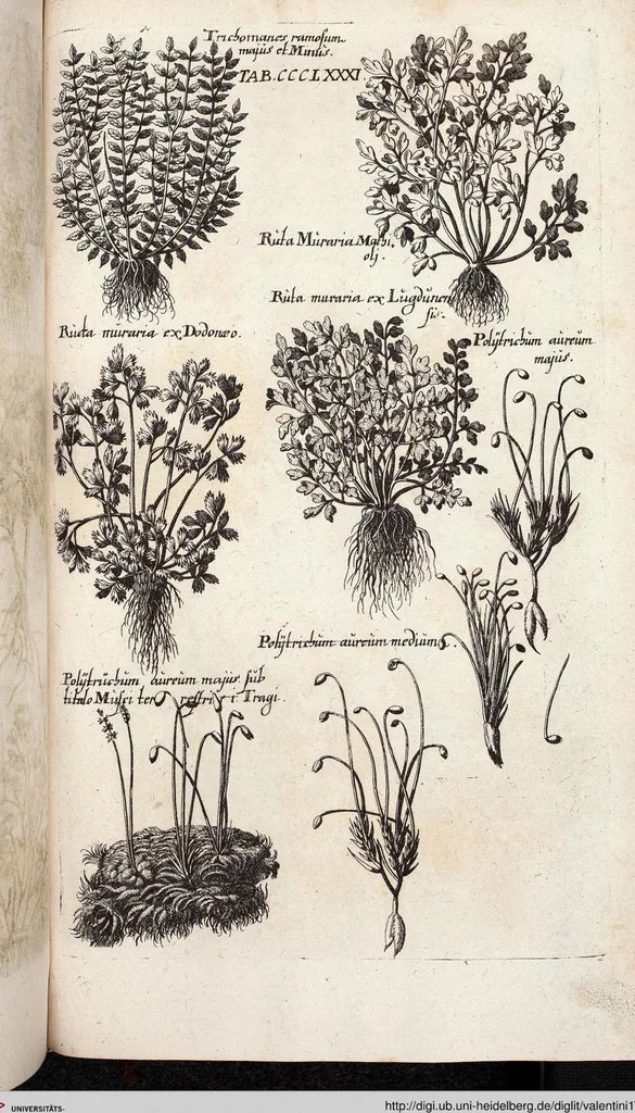 An illustration from Viridarium Reformatum, Seu Regnum Vegetabile, Das ist: Neu-eingerichtetes und Vollständiges Kräuter-Buch: Worinnen auff noch nicht geschehene Weise Derer Vegetabilien, als Kräutern, Sträuchen, Bäumen, Bluhmen und anderer Erd-Gewachsen Art, Krafft und Würckung dergestalt beschrieben werden, daß man dieses Werck statt einer Botanischen Bibliothec haben ... kan, 1719, leaf 1019