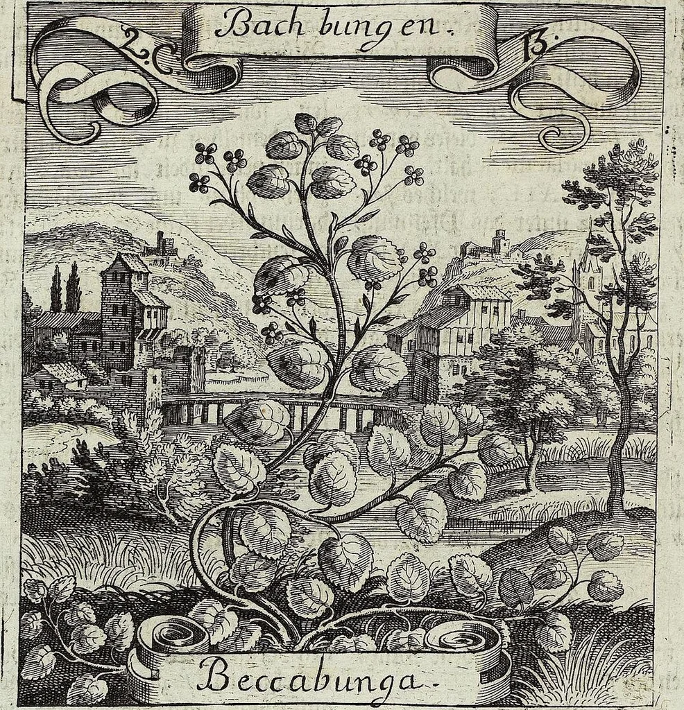 An illustration from Viridarium Reformatum, Seu Regnum Vegetabile, Das ist: Neu-eingerichtetes und Vollständiges Kräuter-Buch: Worinnen auff noch nicht geschehene Weise Derer Vegetabilien, als Kräutern, Sträuchen, Bäumen, Bluhmen und anderer Erd-Gewachsen Art, Krafft und Würckung dergestalt beschrieben werden, daß man dieses Werck statt einer Botanischen Bibliothec haben ... kan, 1719, leaf 102