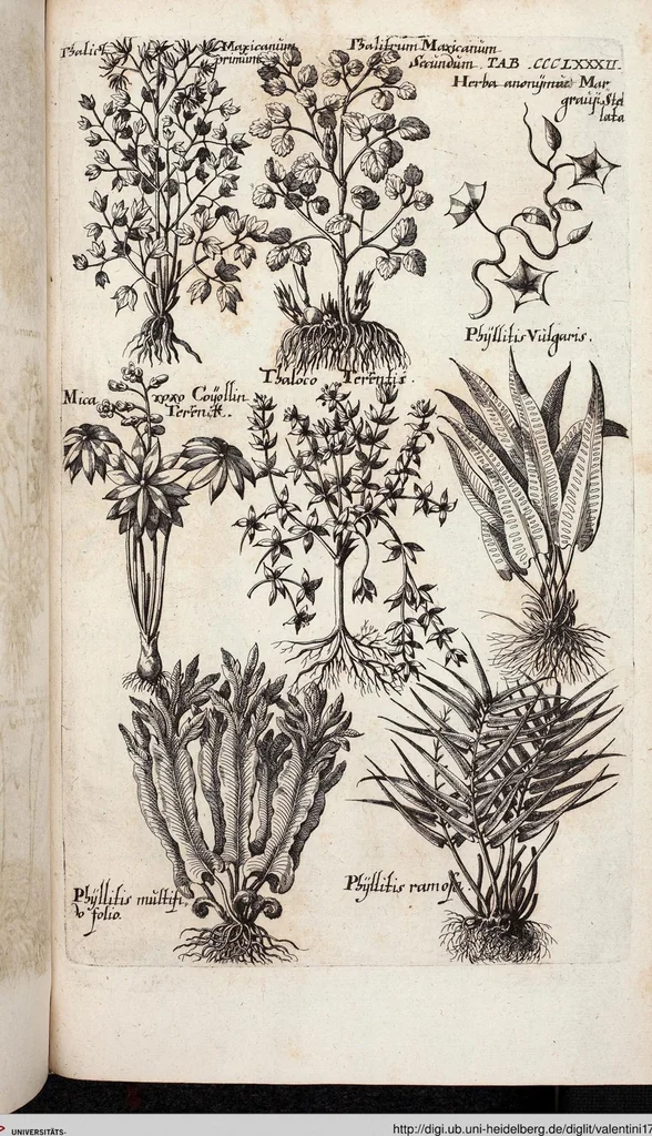 An illustration from Viridarium Reformatum, Seu Regnum Vegetabile, Das ist: Neu-eingerichtetes und Vollständiges Kräuter-Buch: Worinnen auff noch nicht geschehene Weise Derer Vegetabilien, als Kräutern, Sträuchen, Bäumen, Bluhmen und anderer Erd-Gewachsen Art, Krafft und Würckung dergestalt beschrieben werden, daß man dieses Werck statt einer Botanischen Bibliothec haben ... kan, 1719, leaf 1020