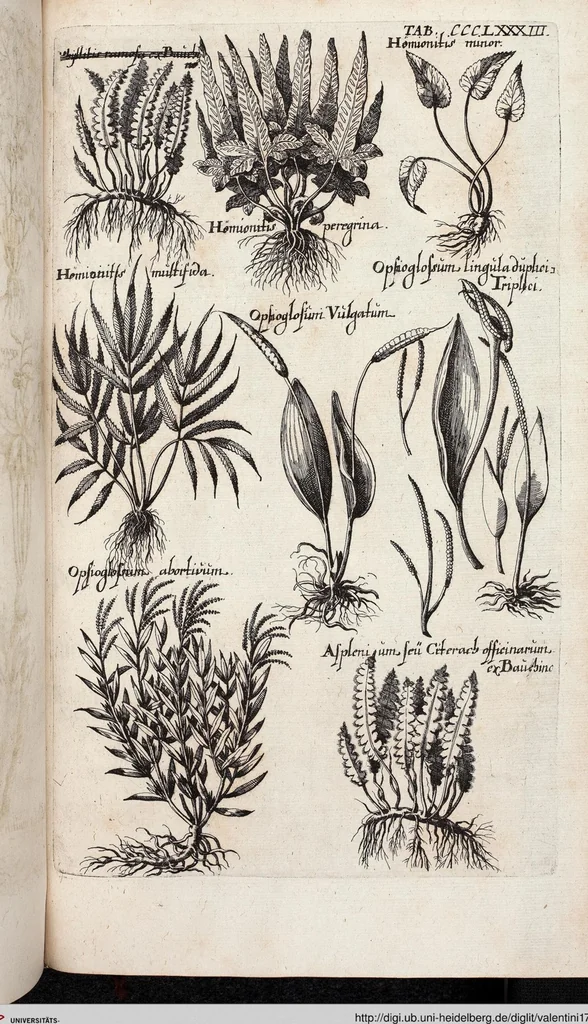 An illustration from Viridarium Reformatum, Seu Regnum Vegetabile, Das ist: Neu-eingerichtetes und Vollständiges Kräuter-Buch: Worinnen auff noch nicht geschehene Weise Derer Vegetabilien, als Kräutern, Sträuchen, Bäumen, Bluhmen und anderer Erd-Gewachsen Art, Krafft und Würckung dergestalt beschrieben werden, daß man dieses Werck statt einer Botanischen Bibliothec haben ... kan, 1719, leaf 1021