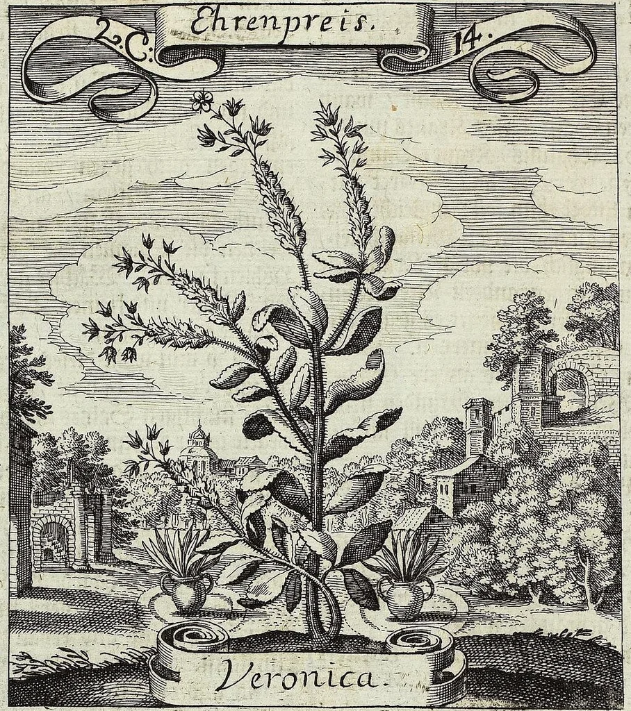 An illustration from Viridarium Reformatum, Seu Regnum Vegetabile, Das ist: Neu-eingerichtetes und Vollständiges Kräuter-Buch: Worinnen auff noch nicht geschehene Weise Derer Vegetabilien, als Kräutern, Sträuchen, Bäumen, Bluhmen und anderer Erd-Gewachsen Art, Krafft und Würckung dergestalt beschrieben werden, daß man dieses Werck statt einer Botanischen Bibliothec haben ... kan, 1719, leaf 104