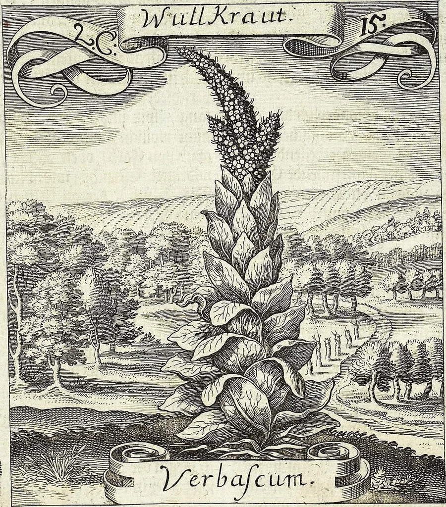 An illustration from Viridarium Reformatum, Seu Regnum Vegetabile, Das ist: Neu-eingerichtetes und Vollständiges Kräuter-Buch: Worinnen auff noch nicht geschehene Weise Derer Vegetabilien, als Kräutern, Sträuchen, Bäumen, Bluhmen und anderer Erd-Gewachsen Art, Krafft und Würckung dergestalt beschrieben werden, daß man dieses Werck statt einer Botanischen Bibliothec haben ... kan, 1719, leaf 105