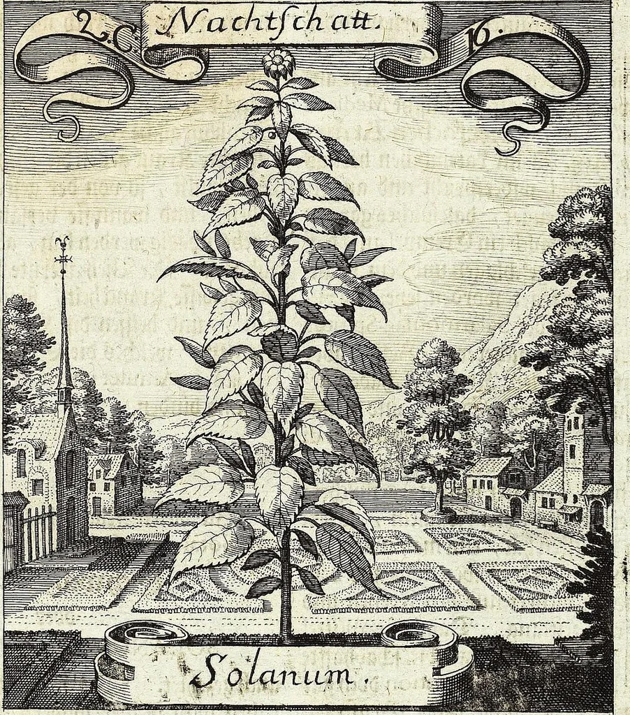 An illustration from Viridarium Reformatum, Seu Regnum Vegetabile, Das ist: Neu-eingerichtetes und Vollständiges Kräuter-Buch: Worinnen auff noch nicht geschehene Weise Derer Vegetabilien, als Kräutern, Sträuchen, Bäumen, Bluhmen und anderer Erd-Gewachsen Art, Krafft und Würckung dergestalt beschrieben werden, daß man dieses Werck statt einer Botanischen Bibliothec haben ... kan, 1719, leaf 107