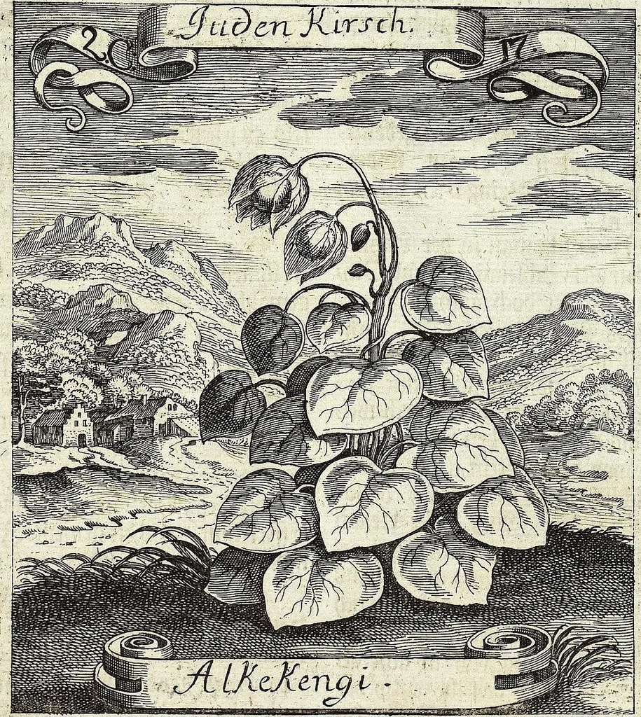 An illustration from Viridarium Reformatum, Seu Regnum Vegetabile, Das ist: Neu-eingerichtetes und Vollständiges Kräuter-Buch: Worinnen auff noch nicht geschehene Weise Derer Vegetabilien, als Kräutern, Sträuchen, Bäumen, Bluhmen und anderer Erd-Gewachsen Art, Krafft und Würckung dergestalt beschrieben werden, daß man dieses Werck statt einer Botanischen Bibliothec haben ... kan, 1719, leaf 109