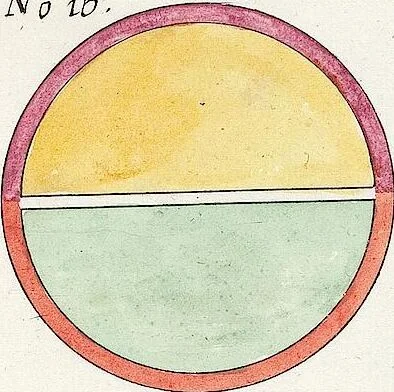 An illustration from Viridarium Reformatum, Seu Regnum Vegetabile, Das ist: Neu-eingerichtetes und Vollständiges Kräuter-Buch: Worinnen auff noch nicht geschehene Weise Derer Vegetabilien, als Kräutern, Sträuchen, Bäumen, Bluhmen und anderer Erd-Gewachsen Art, Krafft und Würckung dergestalt beschrieben werden, daß man dieses Werck statt einer Botanischen Bibliothec haben ... kan, 1719, leaf 1114