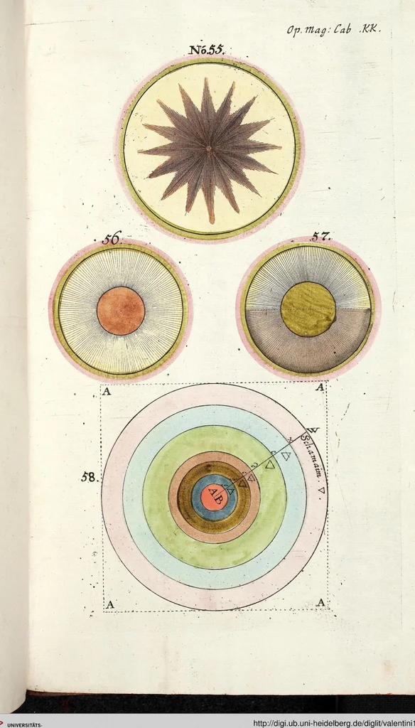 An illustration from Viridarium Reformatum, Seu Regnum Vegetabile, Das ist: Neu-eingerichtetes und Vollständiges Kräuter-Buch: Worinnen auff noch nicht geschehene Weise Derer Vegetabilien, als Kräutern, Sträuchen, Bäumen, Bluhmen und anderer Erd-Gewachsen Art, Krafft und Würckung dergestalt beschrieben werden, daß man dieses Werck statt einer Botanischen Bibliothec haben ... kan, 1719, leaf 1119