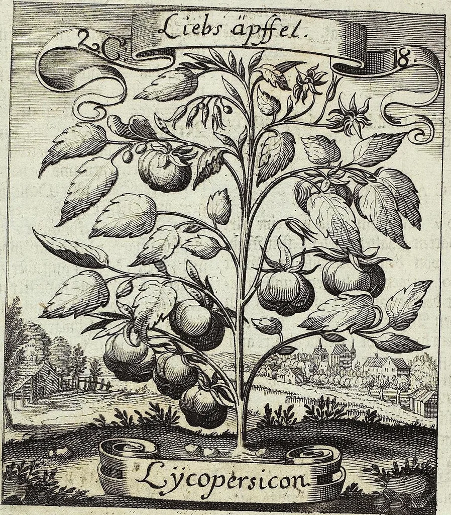 An illustration from Viridarium Reformatum, Seu Regnum Vegetabile, Das ist: Neu-eingerichtetes und Vollständiges Kräuter-Buch: Worinnen auff noch nicht geschehene Weise Derer Vegetabilien, als Kräutern, Sträuchen, Bäumen, Bluhmen und anderer Erd-Gewachsen Art, Krafft und Würckung dergestalt beschrieben werden, daß man dieses Werck statt einer Botanischen Bibliothec haben ... kan, 1719, leaf 112