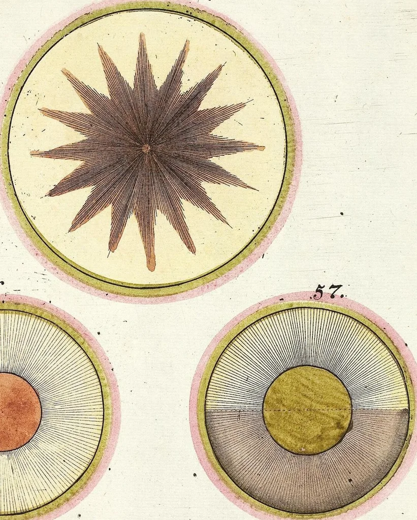 An illustration from Viridarium Reformatum, Seu Regnum Vegetabile, Das ist: Neu-eingerichtetes und Vollständiges Kräuter-Buch: Worinnen auff noch nicht geschehene Weise Derer Vegetabilien, als Kräutern, Sträuchen, Bäumen, Bluhmen und anderer Erd-Gewachsen Art, Krafft und Würckung dergestalt beschrieben werden, daß man dieses Werck statt einer Botanischen Bibliothec haben ... kan, 1719, leaf 1122
