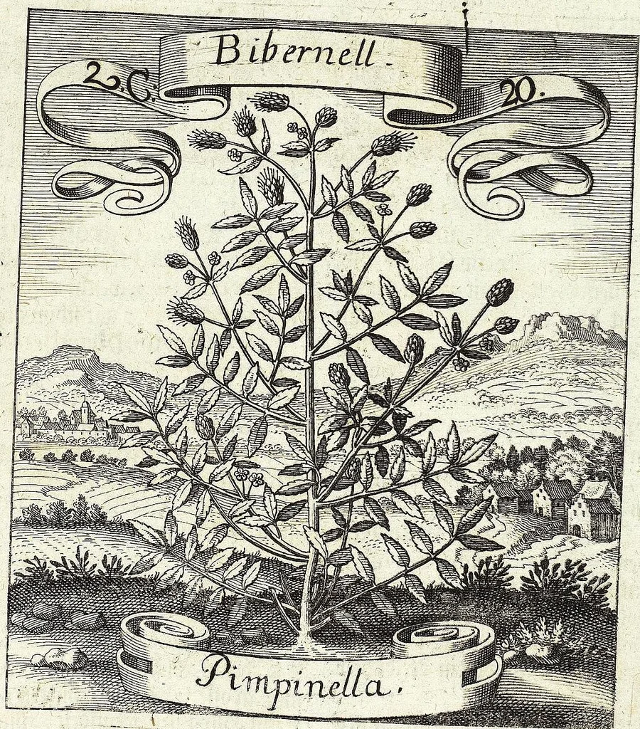 An illustration from Viridarium Reformatum, Seu Regnum Vegetabile, Das ist: Neu-eingerichtetes und Vollständiges Kräuter-Buch: Worinnen auff noch nicht geschehene Weise Derer Vegetabilien, als Kräutern, Sträuchen, Bäumen, Bluhmen und anderer Erd-Gewachsen Art, Krafft und Würckung dergestalt beschrieben werden, daß man dieses Werck statt einer Botanischen Bibliothec haben ... kan, 1719, leaf 115