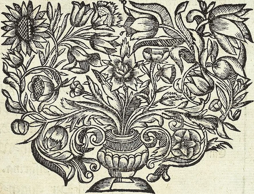 An illustration from Viridarium Reformatum, Seu Regnum Vegetabile, Das ist: Neu-eingerichtetes und Vollständiges Kräuter-Buch: Worinnen auff noch nicht geschehene Weise Derer Vegetabilien, als Kräutern, Sträuchen, Bäumen, Bluhmen und anderer Erd-Gewachsen Art, Krafft und Würckung dergestalt beschrieben werden, daß man dieses Werck statt einer Botanischen Bibliothec haben ... kan, 1719, leaf 117