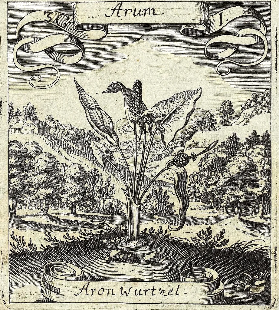 An illustration from Viridarium Reformatum, Seu Regnum Vegetabile, Das ist: Neu-eingerichtetes und Vollständiges Kräuter-Buch: Worinnen auff noch nicht geschehene Weise Derer Vegetabilien, als Kräutern, Sträuchen, Bäumen, Bluhmen und anderer Erd-Gewachsen Art, Krafft und Würckung dergestalt beschrieben werden, daß man dieses Werck statt einer Botanischen Bibliothec haben ... kan, 1719, leaf 119
