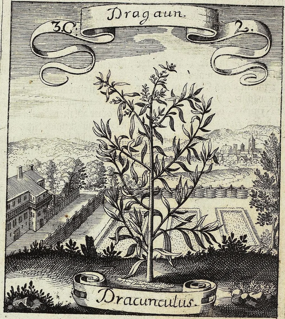 An illustration from Viridarium Reformatum, Seu Regnum Vegetabile, Das ist: Neu-eingerichtetes und Vollständiges Kräuter-Buch: Worinnen auff noch nicht geschehene Weise Derer Vegetabilien, als Kräutern, Sträuchen, Bäumen, Bluhmen und anderer Erd-Gewachsen Art, Krafft und Würckung dergestalt beschrieben werden, daß man dieses Werck statt einer Botanischen Bibliothec haben ... kan, 1719, leaf 122