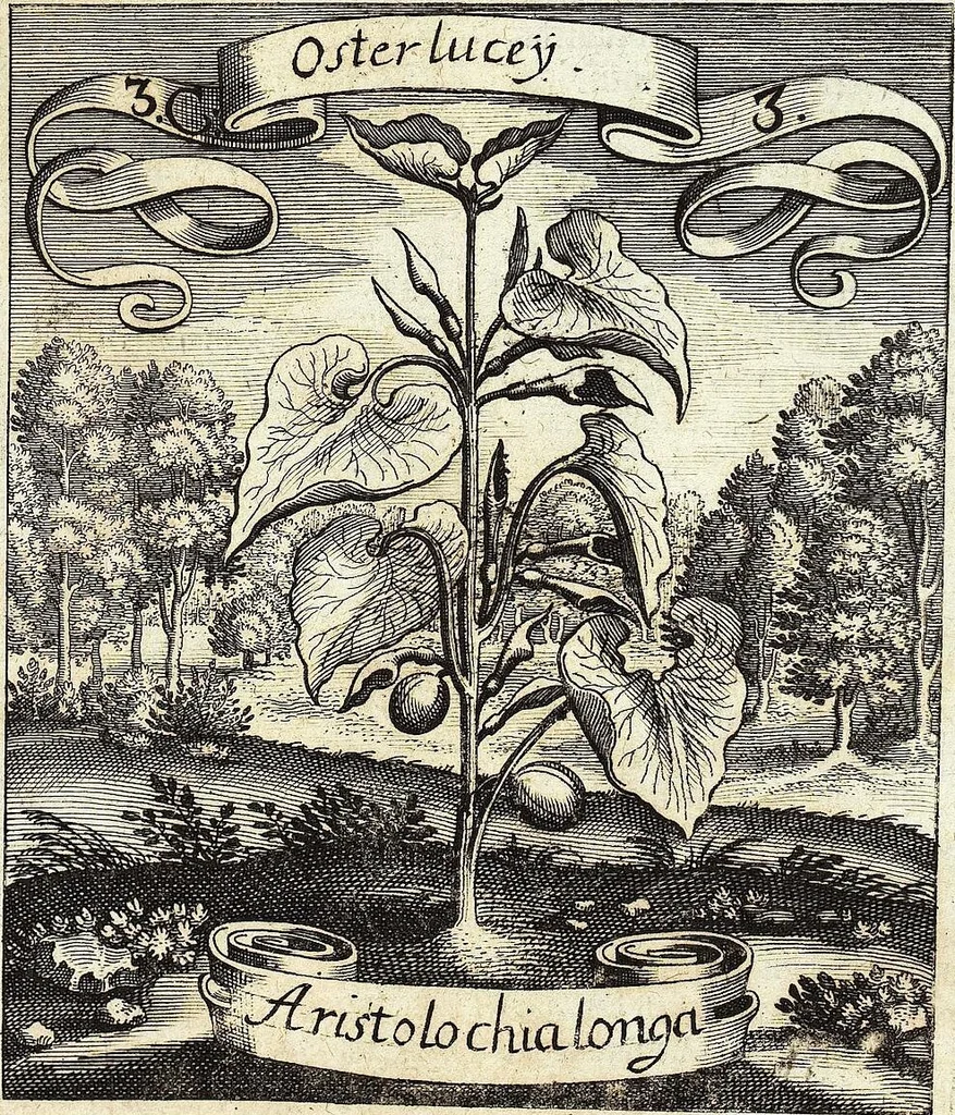 An illustration from Viridarium Reformatum, Seu Regnum Vegetabile, Das ist: Neu-eingerichtetes und Vollständiges Kräuter-Buch: Worinnen auff noch nicht geschehene Weise Derer Vegetabilien, als Kräutern, Sträuchen, Bäumen, Bluhmen und anderer Erd-Gewachsen Art, Krafft und Würckung dergestalt beschrieben werden, daß man dieses Werck statt einer Botanischen Bibliothec haben ... kan, 1719, leaf 123