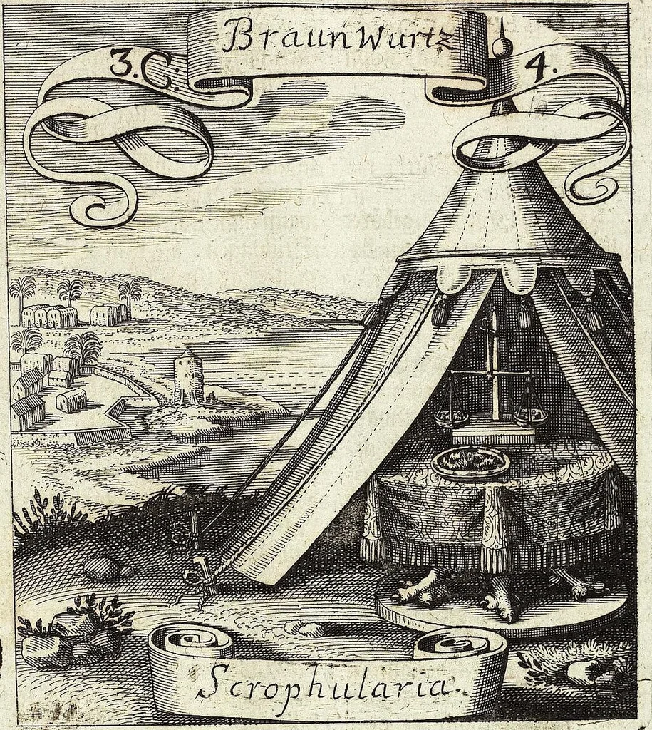 An illustration from Viridarium Reformatum, Seu Regnum Vegetabile, Das ist: Neu-eingerichtetes und Vollständiges Kräuter-Buch: Worinnen auff noch nicht geschehene Weise Derer Vegetabilien, als Kräutern, Sträuchen, Bäumen, Bluhmen und anderer Erd-Gewachsen Art, Krafft und Würckung dergestalt beschrieben werden, daß man dieses Werck statt einer Botanischen Bibliothec haben ... kan, 1719, leaf 127