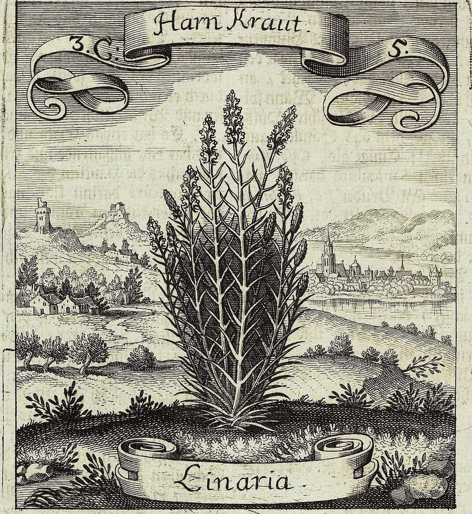 An illustration from Viridarium Reformatum, Seu Regnum Vegetabile, Das ist: Neu-eingerichtetes und Vollständiges Kräuter-Buch: Worinnen auff noch nicht geschehene Weise Derer Vegetabilien, als Kräutern, Sträuchen, Bäumen, Bluhmen und anderer Erd-Gewachsen Art, Krafft und Würckung dergestalt beschrieben werden, daß man dieses Werck statt einer Botanischen Bibliothec haben ... kan, 1719, leaf 130