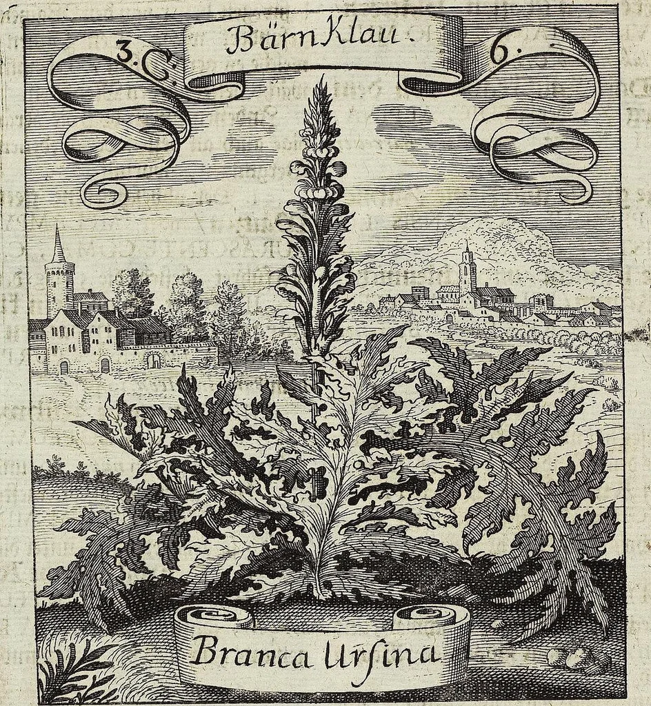 An illustration from Viridarium Reformatum, Seu Regnum Vegetabile, Das ist: Neu-eingerichtetes und Vollständiges Kräuter-Buch: Worinnen auff noch nicht geschehene Weise Derer Vegetabilien, als Kräutern, Sträuchen, Bäumen, Bluhmen und anderer Erd-Gewachsen Art, Krafft und Würckung dergestalt beschrieben werden, daß man dieses Werck statt einer Botanischen Bibliothec haben ... kan, 1719, leaf 134
