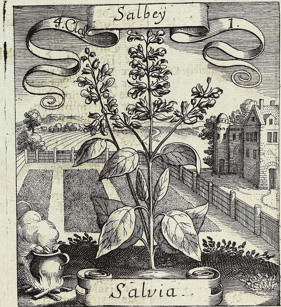 An illustration from Viridarium Reformatum, Seu Regnum Vegetabile, Das ist: Neu-eingerichtetes und Vollständiges Kräuter-Buch: Worinnen auff noch nicht geschehene Weise Derer Vegetabilien, als Kräutern, Sträuchen, Bäumen, Bluhmen und anderer Erd-Gewachsen Art, Krafft und Würckung dergestalt beschrieben werden, daß man dieses Werck statt einer Botanischen Bibliothec haben ... kan, 1719, leaf 138