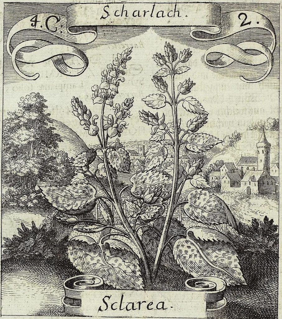 An illustration from Viridarium Reformatum, Seu Regnum Vegetabile, Das ist: Neu-eingerichtetes und Vollständiges Kräuter-Buch: Worinnen auff noch nicht geschehene Weise Derer Vegetabilien, als Kräutern, Sträuchen, Bäumen, Bluhmen und anderer Erd-Gewachsen Art, Krafft und Würckung dergestalt beschrieben werden, daß man dieses Werck statt einer Botanischen Bibliothec haben ... kan, 1719, leaf 142