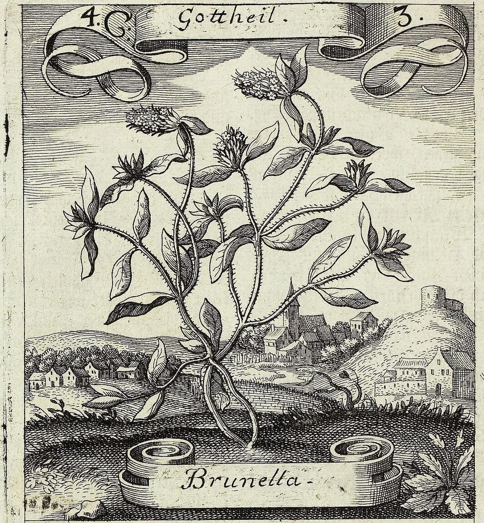 An illustration from Viridarium Reformatum, Seu Regnum Vegetabile, Das ist: Neu-eingerichtetes und Vollständiges Kräuter-Buch: Worinnen auff noch nicht geschehene Weise Derer Vegetabilien, als Kräutern, Sträuchen, Bäumen, Bluhmen und anderer Erd-Gewachsen Art, Krafft und Würckung dergestalt beschrieben werden, daß man dieses Werck statt einer Botanischen Bibliothec haben ... kan, 1719, leaf 144