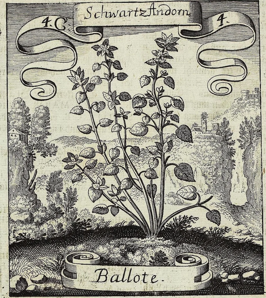 An illustration from Viridarium Reformatum, Seu Regnum Vegetabile, Das ist: Neu-eingerichtetes und Vollständiges Kräuter-Buch: Worinnen auff noch nicht geschehene Weise Derer Vegetabilien, als Kräutern, Sträuchen, Bäumen, Bluhmen und anderer Erd-Gewachsen Art, Krafft und Würckung dergestalt beschrieben werden, daß man dieses Werck statt einer Botanischen Bibliothec haben ... kan, 1719, leaf 146