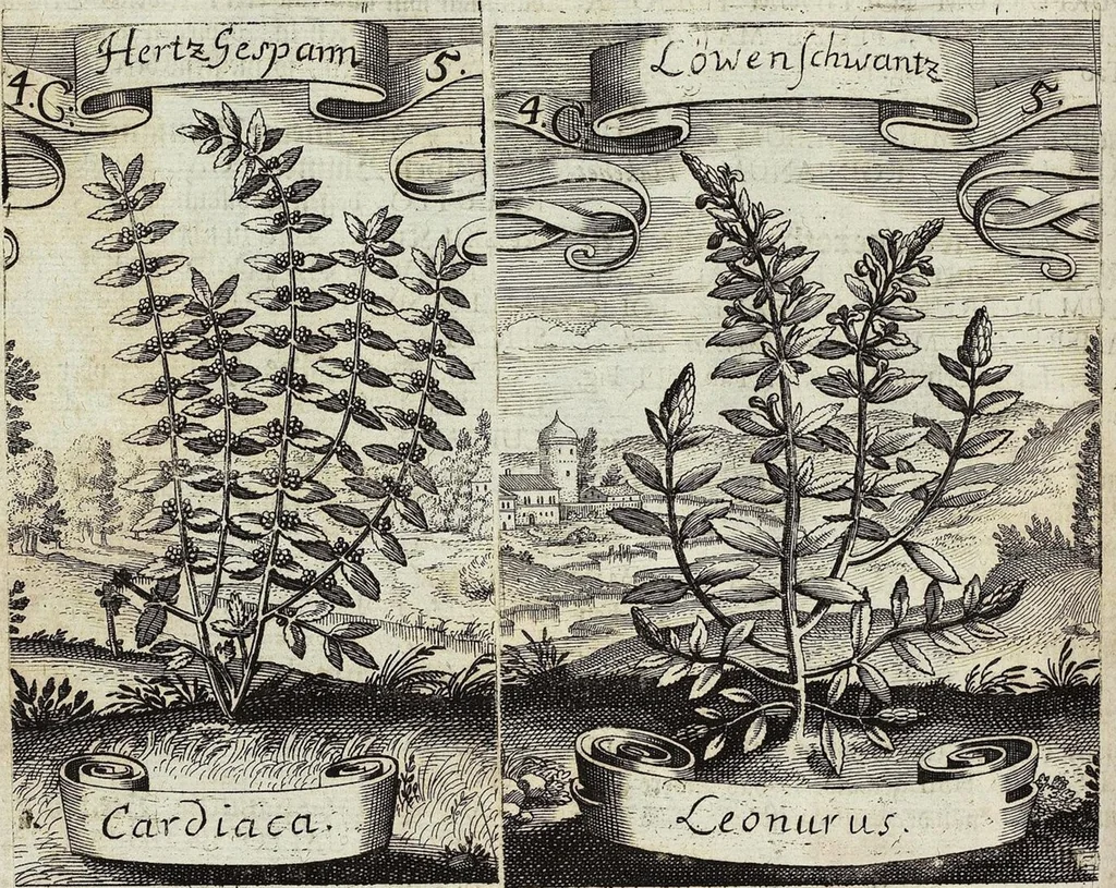 An illustration from Viridarium Reformatum, Seu Regnum Vegetabile, Das ist: Neu-eingerichtetes und Vollständiges Kräuter-Buch: Worinnen auff noch nicht geschehene Weise Derer Vegetabilien, als Kräutern, Sträuchen, Bäumen, Bluhmen und anderer Erd-Gewachsen Art, Krafft und Würckung dergestalt beschrieben werden, daß man dieses Werck statt einer Botanischen Bibliothec haben ... kan, 1719, leaf 148