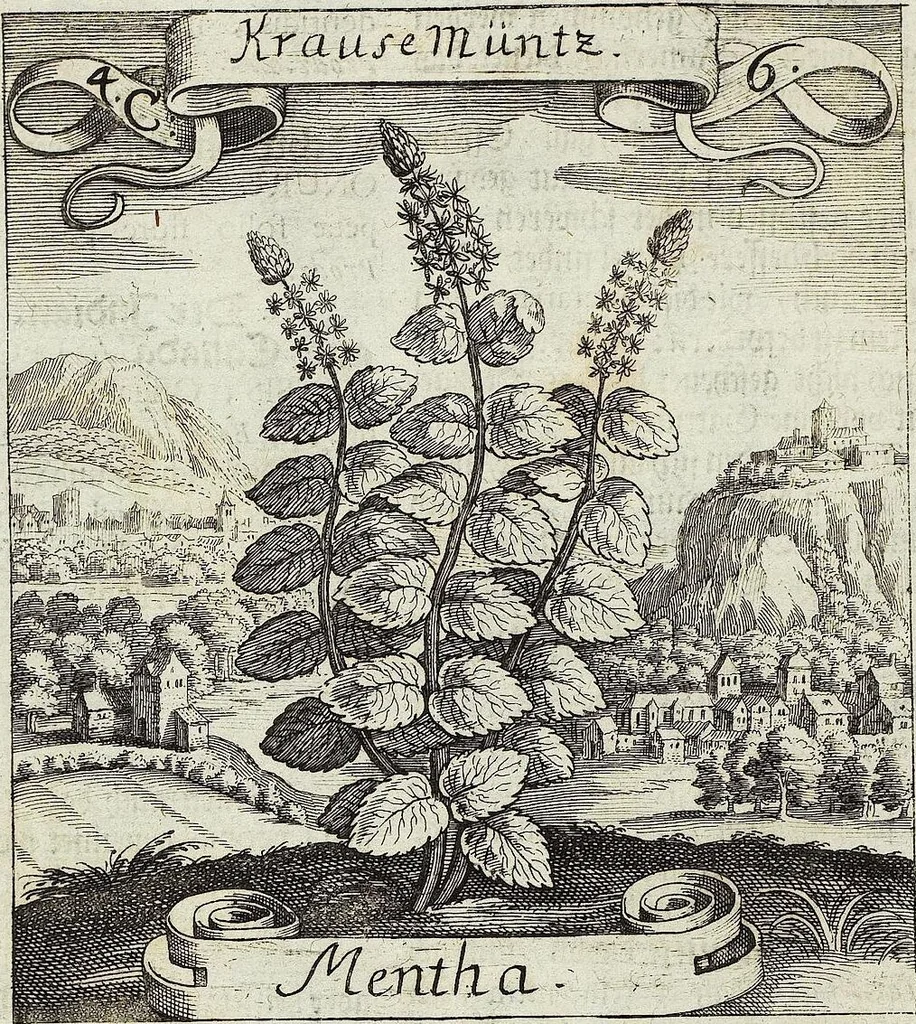 An illustration from Viridarium Reformatum, Seu Regnum Vegetabile, Das ist: Neu-eingerichtetes und Vollständiges Kräuter-Buch: Worinnen auff noch nicht geschehene Weise Derer Vegetabilien, als Kräutern, Sträuchen, Bäumen, Bluhmen und anderer Erd-Gewachsen Art, Krafft und Würckung dergestalt beschrieben werden, daß man dieses Werck statt einer Botanischen Bibliothec haben ... kan, 1719, leaf 150