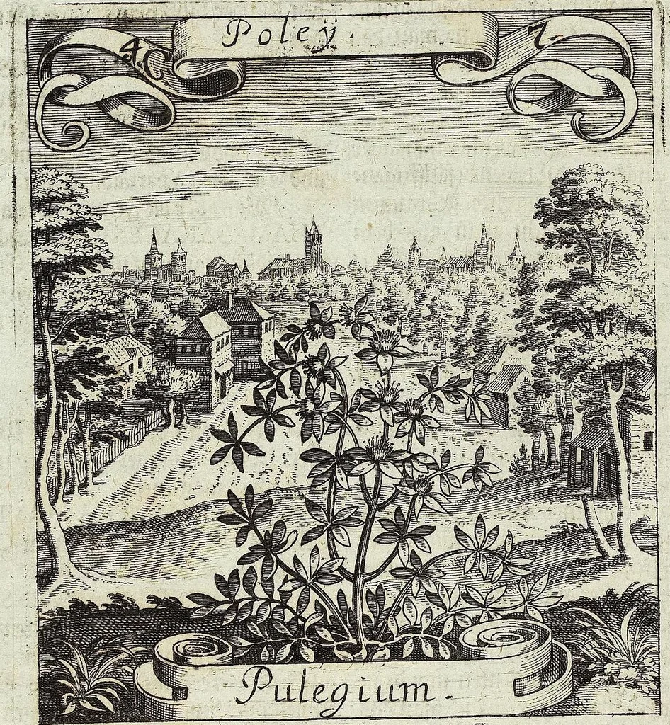 An illustration from Viridarium Reformatum, Seu Regnum Vegetabile, Das ist: Neu-eingerichtetes und Vollständiges Kräuter-Buch: Worinnen auff noch nicht geschehene Weise Derer Vegetabilien, als Kräutern, Sträuchen, Bäumen, Bluhmen und anderer Erd-Gewachsen Art, Krafft und Würckung dergestalt beschrieben werden, daß man dieses Werck statt einer Botanischen Bibliothec haben ... kan, 1719, leaf 152