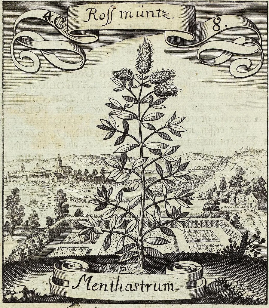 An illustration from Viridarium Reformatum, Seu Regnum Vegetabile, Das ist: Neu-eingerichtetes und Vollständiges Kräuter-Buch: Worinnen auff noch nicht geschehene Weise Derer Vegetabilien, als Kräutern, Sträuchen, Bäumen, Bluhmen und anderer Erd-Gewachsen Art, Krafft und Würckung dergestalt beschrieben werden, daß man dieses Werck statt einer Botanischen Bibliothec haben ... kan, 1719, leaf 154