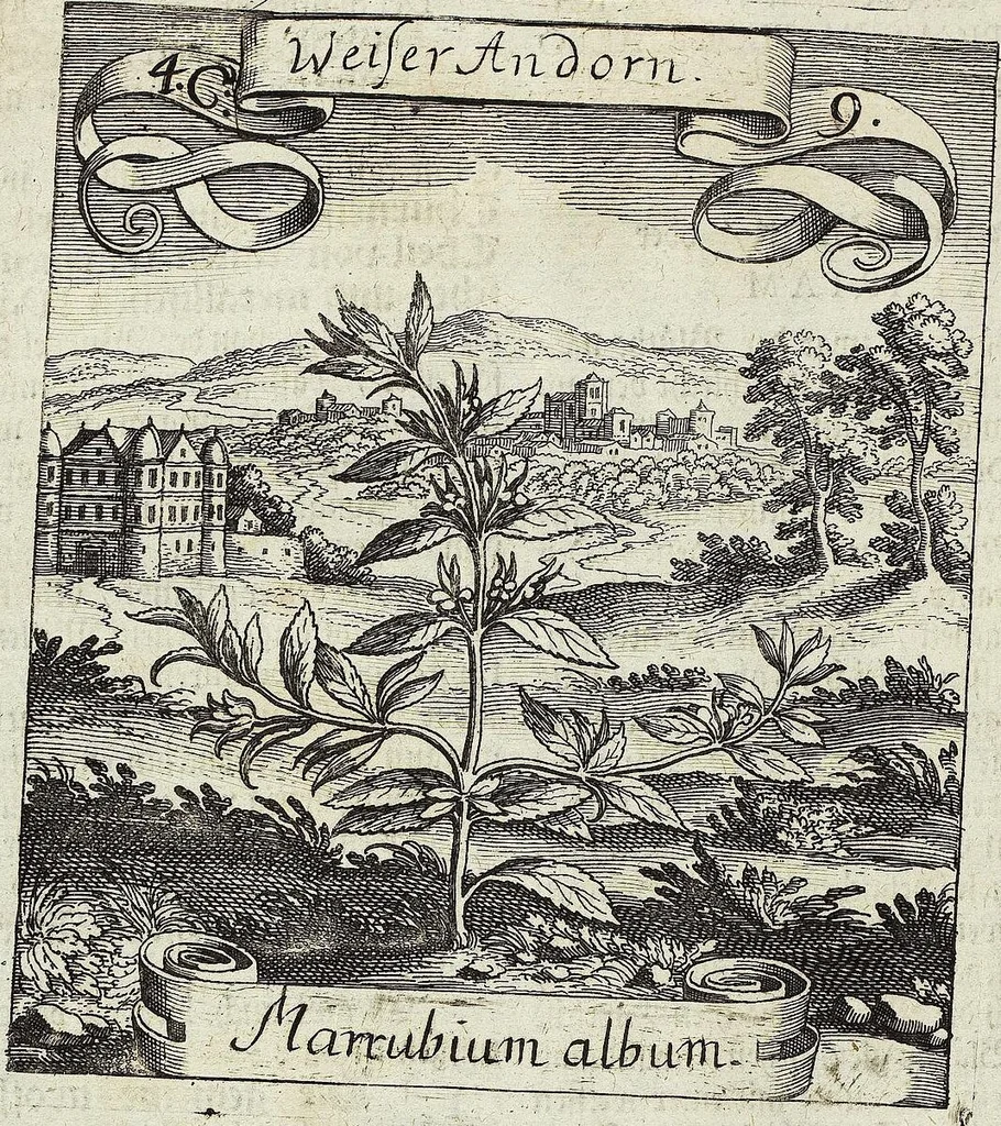 An illustration from Viridarium Reformatum, Seu Regnum Vegetabile, Das ist: Neu-eingerichtetes und Vollständiges Kräuter-Buch: Worinnen auff noch nicht geschehene Weise Derer Vegetabilien, als Kräutern, Sträuchen, Bäumen, Bluhmen und anderer Erd-Gewachsen Art, Krafft und Würckung dergestalt beschrieben werden, daß man dieses Werck statt einer Botanischen Bibliothec haben ... kan, 1719, leaf 156