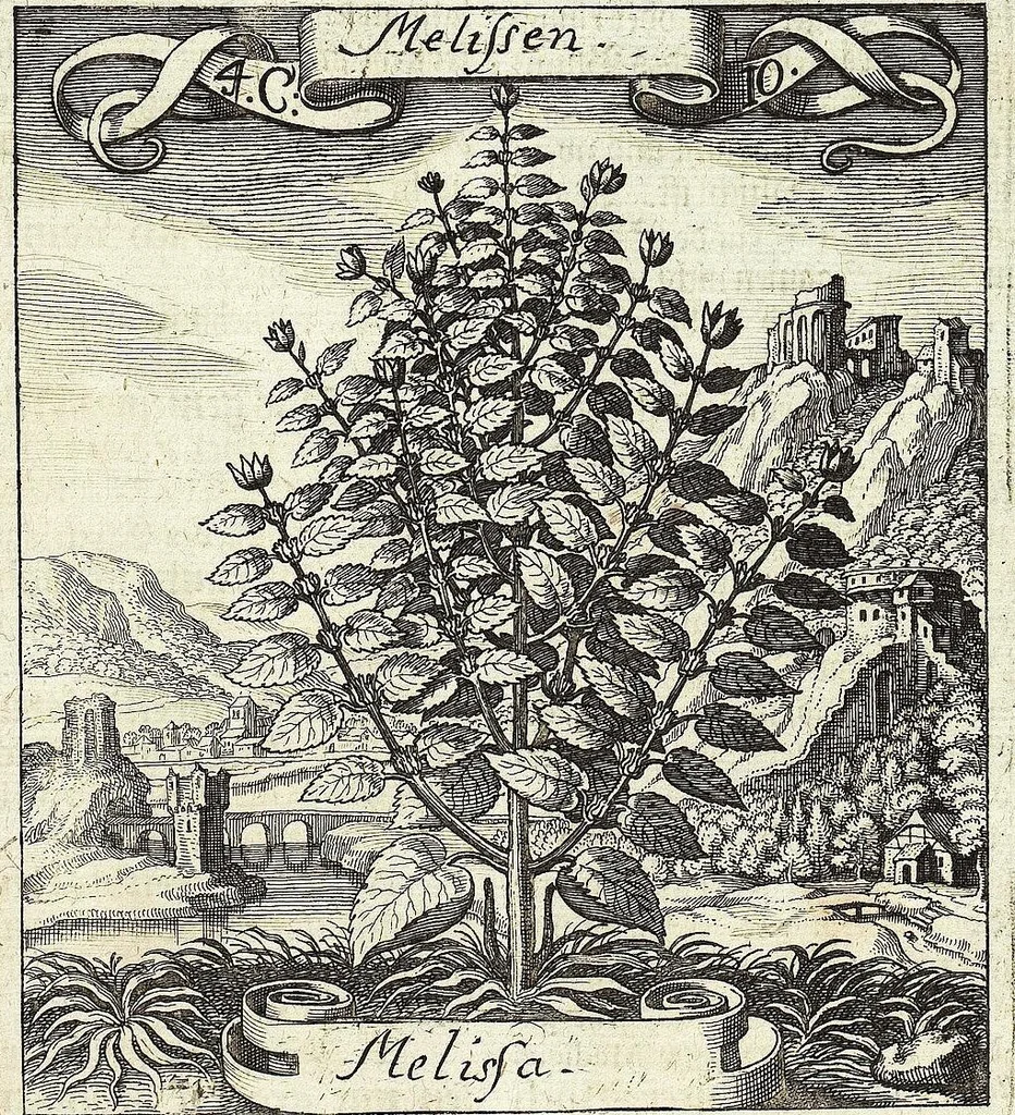 An illustration from Viridarium Reformatum, Seu Regnum Vegetabile, Das ist: Neu-eingerichtetes und Vollständiges Kräuter-Buch: Worinnen auff noch nicht geschehene Weise Derer Vegetabilien, als Kräutern, Sträuchen, Bäumen, Bluhmen und anderer Erd-Gewachsen Art, Krafft und Würckung dergestalt beschrieben werden, daß man dieses Werck statt einer Botanischen Bibliothec haben ... kan, 1719, leaf 159