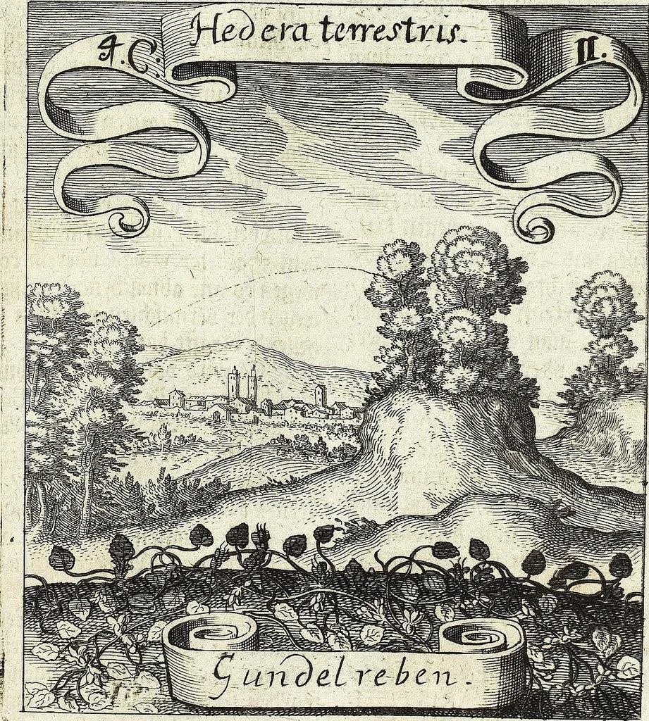 An illustration from Viridarium Reformatum, Seu Regnum Vegetabile, Das ist: Neu-eingerichtetes und Vollständiges Kräuter-Buch: Worinnen auff noch nicht geschehene Weise Derer Vegetabilien, als Kräutern, Sträuchen, Bäumen, Bluhmen und anderer Erd-Gewachsen Art, Krafft und Würckung dergestalt beschrieben werden, daß man dieses Werck statt einer Botanischen Bibliothec haben ... kan, 1719, leaf 161