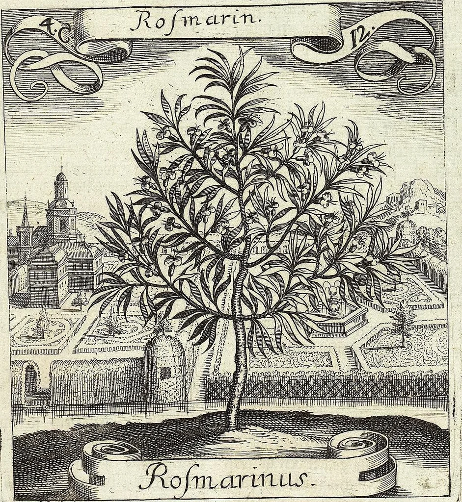 An illustration from Viridarium Reformatum, Seu Regnum Vegetabile, Das ist: Neu-eingerichtetes und Vollständiges Kräuter-Buch: Worinnen auff noch nicht geschehene Weise Derer Vegetabilien, als Kräutern, Sträuchen, Bäumen, Bluhmen und anderer Erd-Gewachsen Art, Krafft und Würckung dergestalt beschrieben werden, daß man dieses Werck statt einer Botanischen Bibliothec haben ... kan, 1719, leaf 163