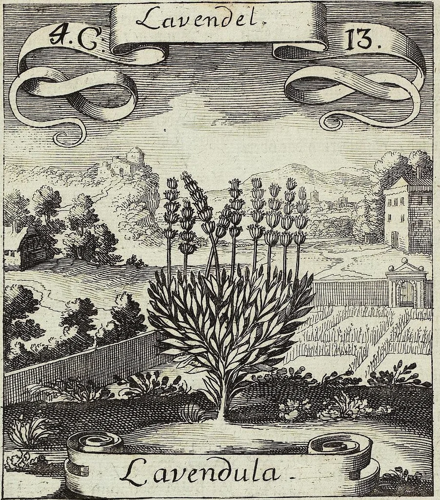 An illustration from Viridarium Reformatum, Seu Regnum Vegetabile, Das ist: Neu-eingerichtetes und Vollständiges Kräuter-Buch: Worinnen auff noch nicht geschehene Weise Derer Vegetabilien, als Kräutern, Sträuchen, Bäumen, Bluhmen und anderer Erd-Gewachsen Art, Krafft und Würckung dergestalt beschrieben werden, daß man dieses Werck statt einer Botanischen Bibliothec haben ... kan, 1719, leaf 166