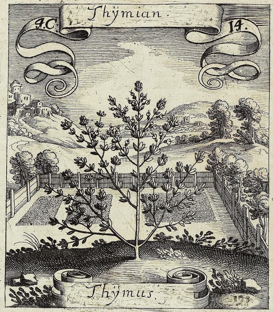 An illustration from Viridarium Reformatum, Seu Regnum Vegetabile, Das ist: Neu-eingerichtetes und Vollständiges Kräuter-Buch: Worinnen auff noch nicht geschehene Weise Derer Vegetabilien, als Kräutern, Sträuchen, Bäumen, Bluhmen und anderer Erd-Gewachsen Art, Krafft und Würckung dergestalt beschrieben werden, daß man dieses Werck statt einer Botanischen Bibliothec haben ... kan, 1719, leaf 168